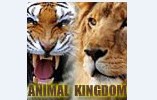 play Animals Kingdom