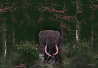 play Escape From The Danger Wild