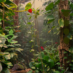 play Tropical Forest Escape