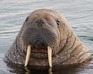 play Kill The Walrus!!
