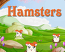 play Hamsters