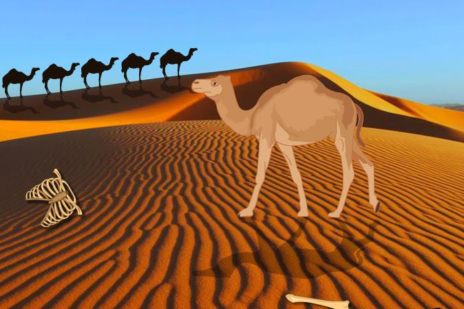play 2Rule Tropican Desert Escape