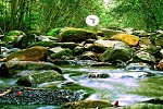 play Amazon Forest Escape 2