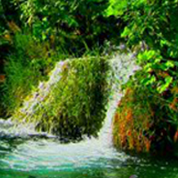 play Nature Forest Escape