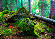 play Escape From Amazon Forest Part 2