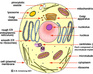 play Cell Structure And Function