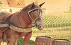 play Vineyard Escape