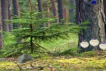 play Mossy Forest Escape