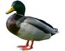play A Duck Story!