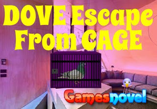 Dove Escape From Cage