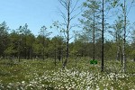 play Chestnut Forest Escape