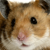 play Hamster Escape