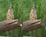 play Fr Find Differences #1