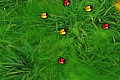 play 2 Many Bugs