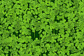 play Four Leaf Clover