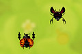 play Bionic Bugz