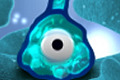 play Amoebas