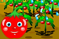 play Uncover Tomato