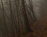 play Foggy Autumn Forest Escape