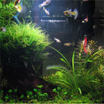 play Aqua Garden