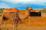 play Camel Calf Escape