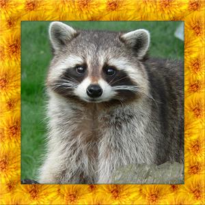 Raccoon Simulator 3D - Simulation