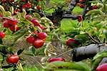 play Beautiful Orchards Escape