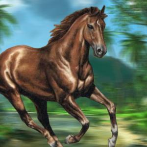 Jungle Horse Run
