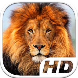 Lion Simulator Hd Animal Life
