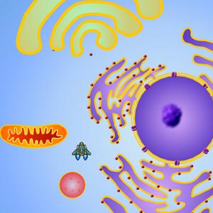 Cell Explorer: The Animal Cell (Free)