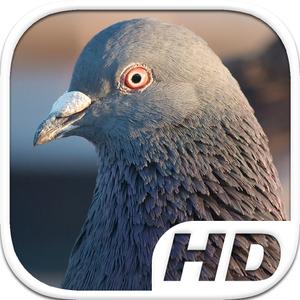 Pigeon Bird Simulator Hd Animal Life