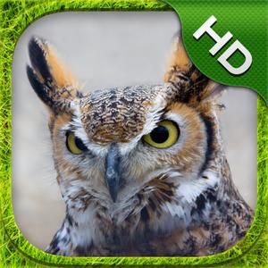 Great Horned Owl Simulator - Hd