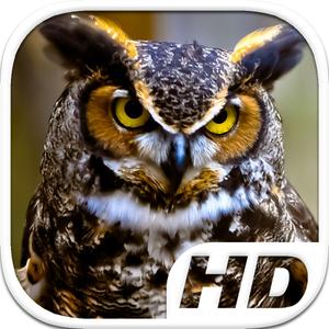 Great Horned Owl Simulator Hd Animal Life