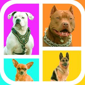 Guess The Dog Breeds Foto Quiz - Watch Pet Doggie,Cute Pup Or Hound Dog Pics & Answer Pedigree, New Fun Quizzes!