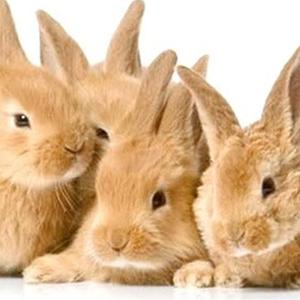 Fluffy Bunnies Jigsaw Puzzle Hd