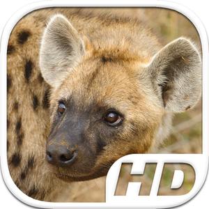 Hyena Simulator Hd Animal Life