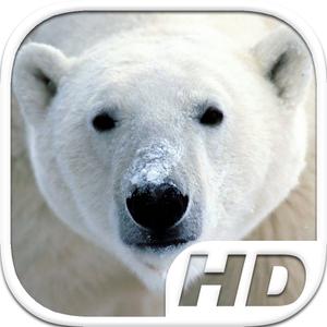 Polar Bear Simulator Hd Animal Life