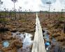 play Swampy Forest Escape