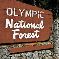 play Escape From Olympic National Forest