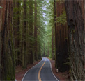 play Escape From Giant Sequoia National Monument