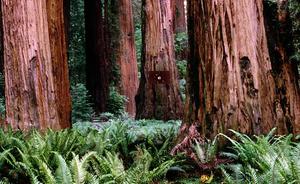 Escape From Giant Sequoia National Monument