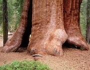 play Escape From Giant Sequoia National Monument