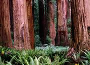 play Escape From Giant Sequoia National Monument