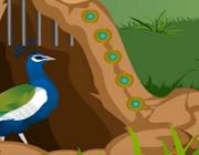 play Peacock Rescue From Cage