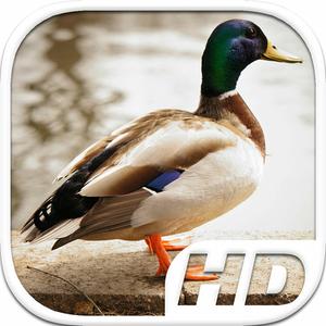 Duck Simulator Hd Animal Life