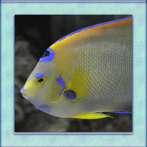 Tropical Fish Simulator 3D