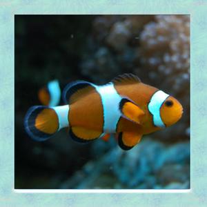 Clown Fish Simulator