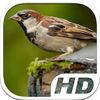 Sparrow Bird Simulator Hd Animal Life