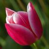 My Tulip