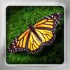 Butterfly Flip: Flashcards Of Butterflies & Exotic Moths